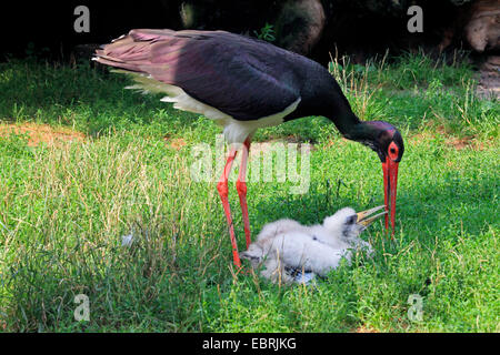 black stork (Ciconia nigra), adult with stork chick, Germany Stock Photo