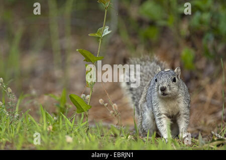 Delmarva Fox Squirrel  (Sciurus niger cinereus), sitting on a meadow, USA Stock Photo