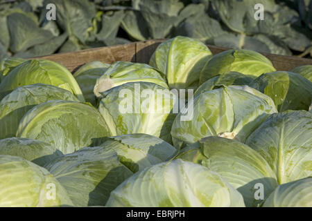 White cabbage (Brassica oleracea var. capitata f. alba), harvest of white cabbage, Belgium, East Flanders Stock Photo