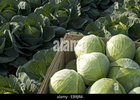 White cabbage (Brassica oleracea var. capitata f. alba), harvest of white cabbage, Belgium, East Flanders Stock Photo