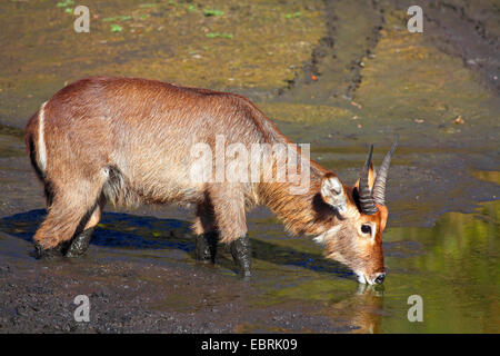 waterbuck (Kobus ellipsiprymnus), young male drinks, South Africa, Kruger National Park Stock Photo