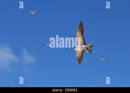 sooty tern (Sterna fuscata), flying, Seychelles, Bird Island Stock Photo