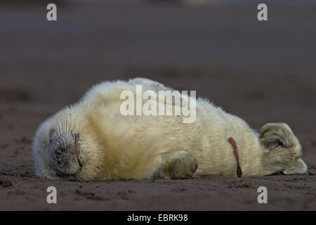 gray seal (Halichoerus grypus), new born seal pup lying in lateral position on the beach and sleeping, United Kingdom Stock Photo