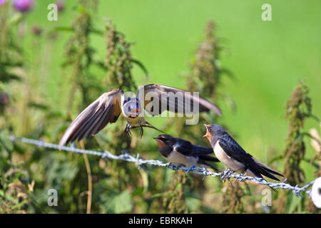 barn swallow (Hirundo rustica), female feeds juvenile birds sitting on a barb wire fence , Netherlands, Gelderland Stock Photo
