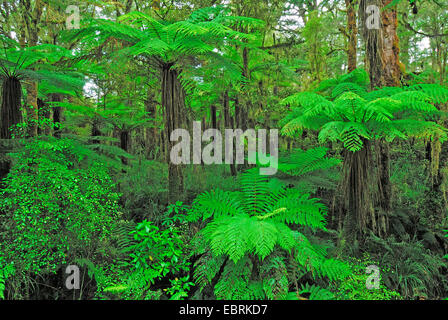 tree fern in the rain forest, New Zealand, Southern Island, Kahurangi National Park, Oparara Basin Stock Photo
