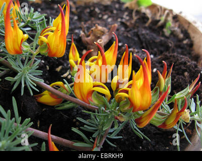 Parrot's Beak, Coral Gem, Pelican's Beak (Lotus berthelotii), blooming Stock Photo