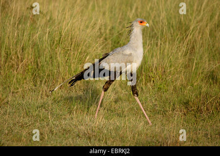 secretary bird, Sagittarius serpentarius (Sagittarius serpentarius), walking in a meadow, Kenya, Samburu National Reserve Stock Photo