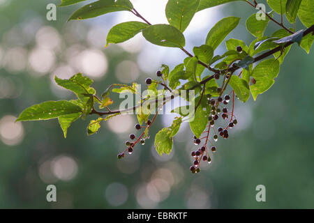 European bird cherry (Prunus padus, Padus avium), ripe fruits on a branch with raindrops, Germany, Bavaria Stock Photo