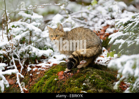 European wildcat, forest wildcat (Felis silvestris silvestris), sitting on a tree snag in winter, Germany, Bavaria, Bavarian Forest National Park Stock Photo