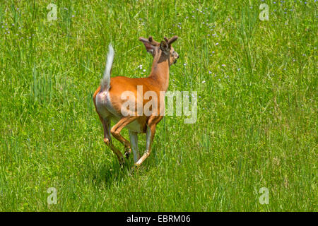 Key deer (Odocoileus virginianus clavium), fleeing male, USA, Tennessee, Great Smoky Mountains National Park Stock Photo