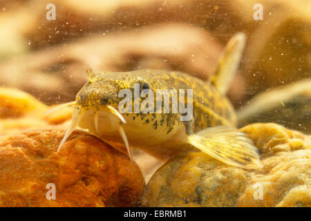 stone loach (Noemacheilus barbulatus, Barbatula barbatula, Nemacheilus barbatulus), portrait, front view, Germany Stock Photo