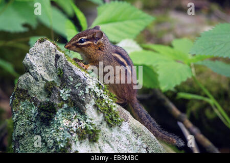 Eastern American chipmunk (Tamias striatus), sitting at a mossy stone, USA, Tennessee, Great Smoky Mountains National Park Stock Photo