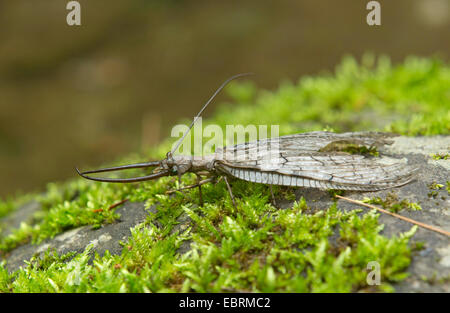 Eastern dobsonfly (Corydalus cornutus ), male on moss, USA, Tennessee, Great Smoky Mountains National Park Stock Photo