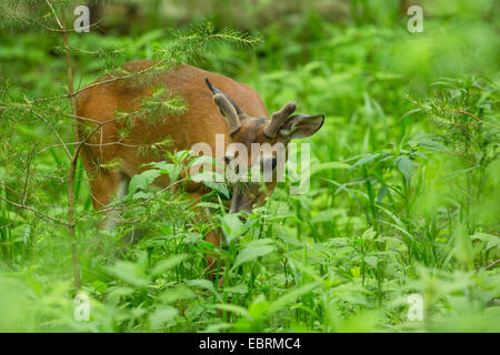 White-tailed deer (Odocoileus virginianus), browsing between herbaceous perennials, USA, Tennessee, Great Smoky Mountains National Park Stock Photo