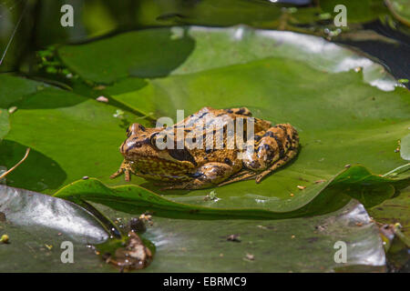 common frog, grass frog (Rana temporaria), sunbathing on a water-lily leaf, Germany, Bavaria