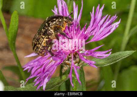 Marbled Rose Chafer (Protaetia lugubris), on Brown Knapweed, Germany, Bavaria Stock Photo