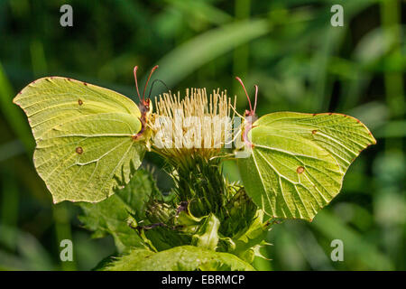 brimstone (Gonepteryx rhamni), two males on flowers of cabbage thistle in backlight, Germany, Bavaria Stock Photo