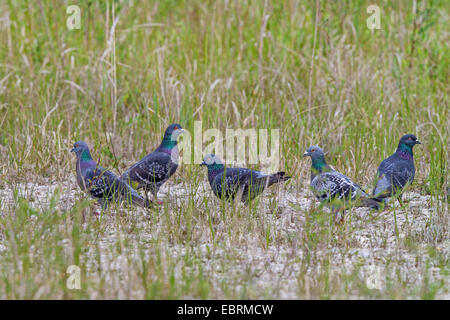 domestic pigeon (Columba livia f. domestica), on the feed in a fallow, Germany, Bavaria Stock Photo