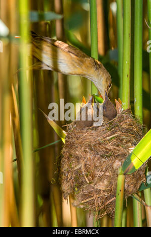 reed warbler (Acrocephalus scirpaceus), adult feeds fledged squeakers in their nest, Germany, Bavaria Stock Photo