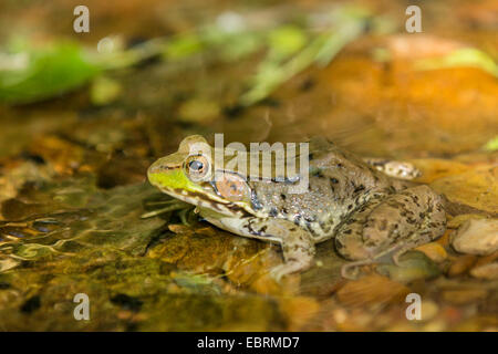 Green frog, Common spring frog (Rana clamitans, Lithobates clamitans), sits at brookside, USA, Tennessee, Great Smoky Mountains National Park Stock Photo