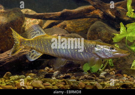 pike, northern pike (Esox lucius), swimming, Germany Stock Photo