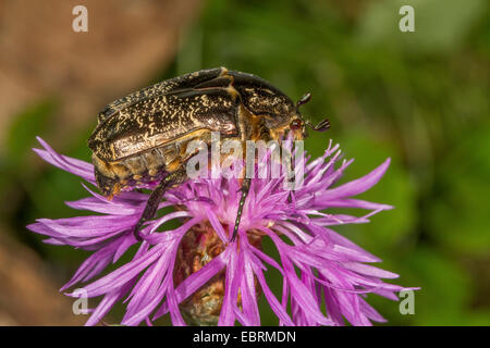 Marbled Rose Chafer (Protaetia lugubris), on Brown Knapweed, Germany, Bavaria Stock Photo