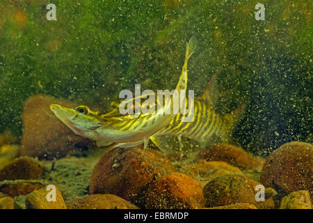 pike, northern pike (Esox lucius), pike caught conspecific, Germany Stock Photo