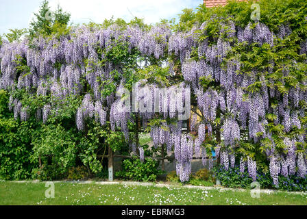 Japanese wisteria (Wisteria floribunda, Wisteria brachybotrys), in a garden, Germany Stock Photo