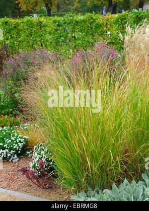 old switch panic grass (Panicum virgatum 'Shenandoah', Panicum virgatum Shenandoah), cultivar Shenandoah, Germany, Thueringen Stock Photo