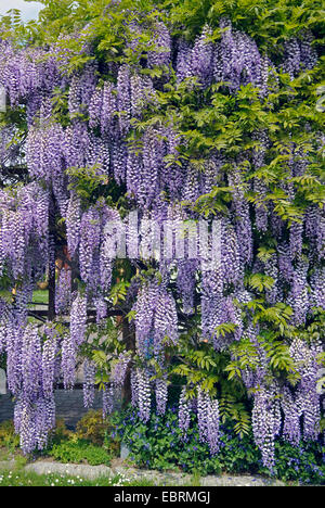 Japanese wisteria (Wisteria floribunda, Wisteria brachybotrys), in a garden, Germany Stock Photo