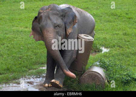 Asiatic elephant, Asian elephant (Elephas maximus), rubbing, Thailand, Elephant Nature Park, Chiang Mai Stock Photo