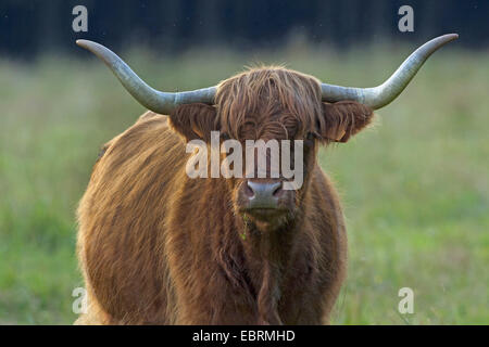 Scottish Highland Cattle (Bos primigenius f. taurus), cow standing on grass, half length portrai, Belgium Stock Photo