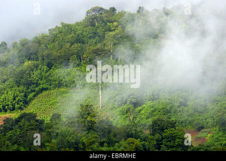 deforestation, Thailand, Elephant Nature Park, Chiang Mai Stock Photo