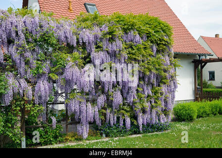 Japanese wisteria (Wisteria floribunda, Wisteria brachybotrys), in a garden, Germany Stock Photo