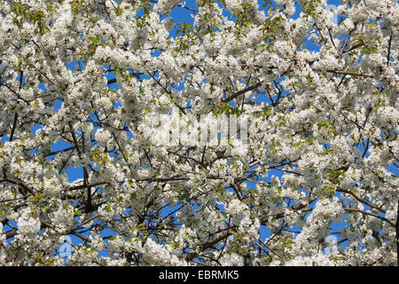 Wild cherry, Sweet cherry, gean, mazzard (Prunus avium), blooming branches, Germany Stock Photo