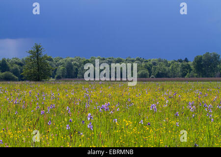 Siberian Iris, Siberian flag (Iris sibirica), blooming in a meadow, Germany, Bavaria, Chiemgau Stock Photo