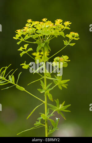 Leafy spurge (Euphorbia esula), blooming, Germany Stock Photo