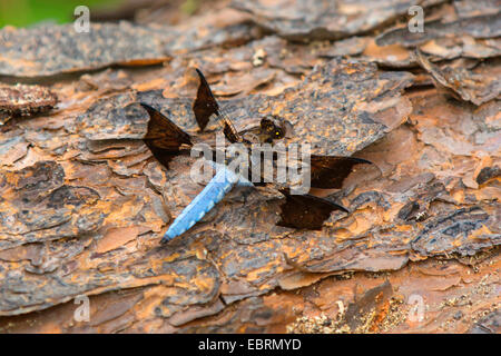 Common Whitetail, Long-tailed Skimmer (Plathemis lydia, Libellula lydia), male, USA, Tennessee, Great Smoky Mountains National Park Stock Photo