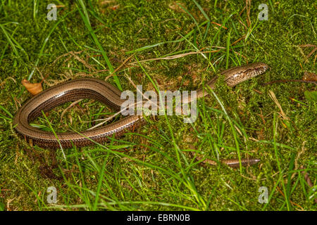 European slow worm, blindworm, slow worm (Anguis fragilis), in a meadow, Germany, Bavaria Stock Photo