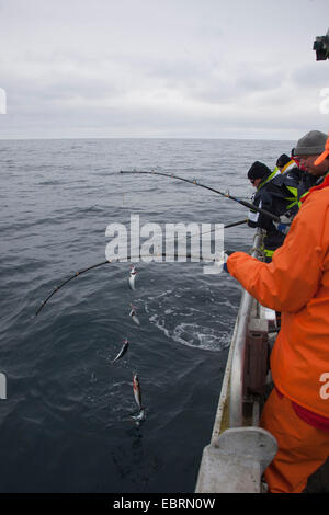 Atlantic mackerel, common mackerel (Scomber scombrus), anglers standing at the railing and fishing, Norway, Hitra Stock Photo