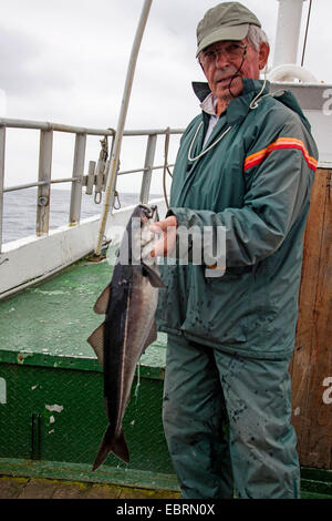 saithe, pollock, Atlantic pollock, coley, coalfish (Pollachius virens), angler on a fishing trawler showing proudly his catch , Norway Stock Photo