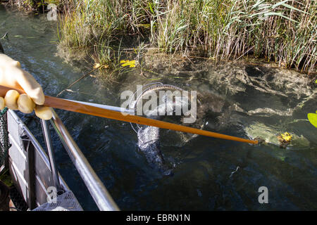 European catfish, wels, sheatfish, wels catfish (Silurus glanis), electrofishing at a lake shore for population control, a wels is caught, Germany Stock Photo