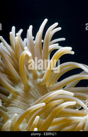 Leather anemone, Leathery sea anemone (Heteractis crispa), detail of a ...