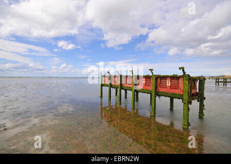 blue mussel, bay mussel, common mussel, common blue mussel (Mytilus edulis), mussel farm at low tide, France, Brittany, Jospinet Stock Photo