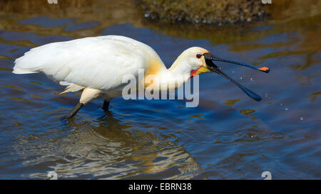 white spoonbill (Platalea leucorodia), fishing spoonbill, Netherlands Stock Photo