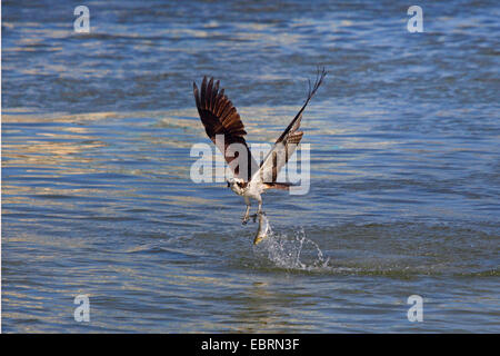 osprey, fish hawk (Pandion haliaetus), flies off from the water with a captured fish, USA, Florida Stock Photo