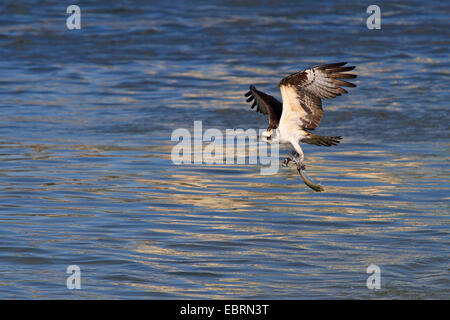 osprey, fish hawk (Pandion haliaetus), flying osprey with a fish in the claw, USA, Florida Stock Photo