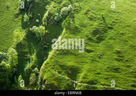 Sheep grazing on the steep slope of Wolfscote Dale in the Peak District. Summer greenery. Stock Photo
