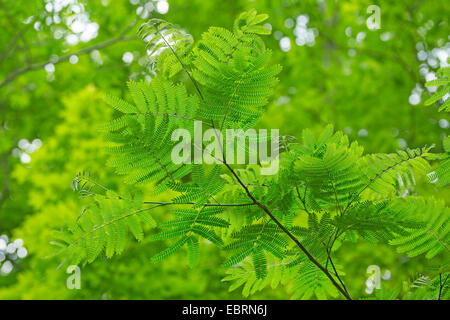 Silk Tree, Pink Siris (Albizia julibrissin), leaves, USA, Tennessee, Great Smoky Mountains National Park Stock Photo