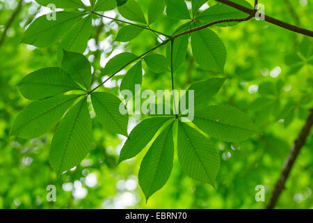 yellow buckeye (Aesculus flava, Aesculus octandra), leaves, USA, Tennessee, Great Smoky Mountains National Park Stock Photo